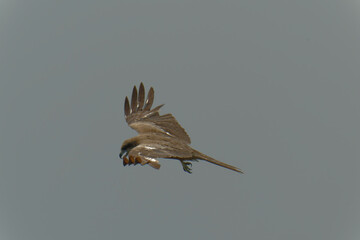 Bird of Prey Gliding in the Sky