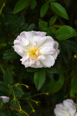 Rosa great maiden's blush pink white flower, Spring Flowering Soft pink white Flower Heads on an Old English Rose (Rosa 'Great Maiden's Blush) with leaves, Pink double Alba rose Maiden's Blush flowers