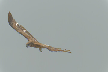 Black kite is flying