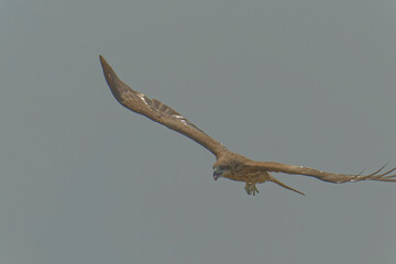 Black kite is flying
