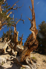 Great Basin bristlecone pine found in the higher mountains of California in Schulman Grove Inyo natural forest