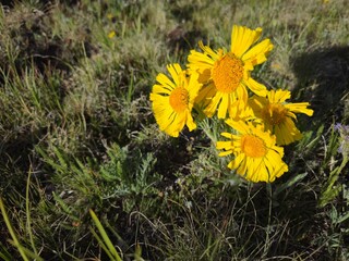 yellow flowers in the grass