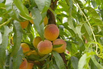 Fresh Ripe Peach fruits on a tree branch with leaves closeup, A bunch of ripe Peaches on a branch,...