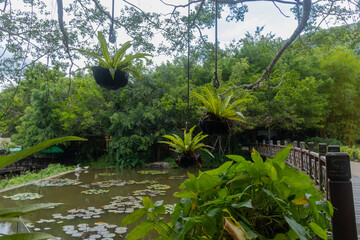 Travel through the thickets of Yanoda Park, Hainan