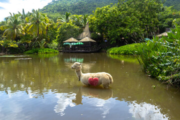 Travel through the thickets of Yanoda Park, Hainan