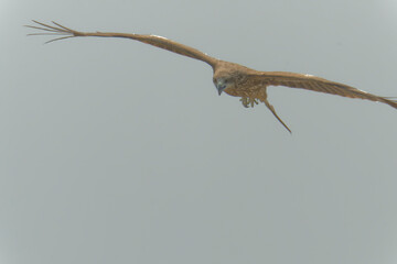 Black kite is flying