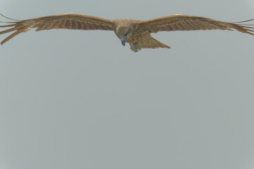 Bird of Prey Gliding in the Sky