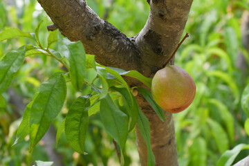 Fresh young unripe nectarine fruits on a tree branch with leaves closeup, A bunch of unripe...