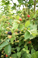 Natural food - fresh unripe blackberries in a garden. Bunch of unripe blackberry fruit, Rubus...