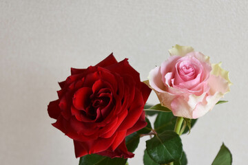 赤とピンクのばら