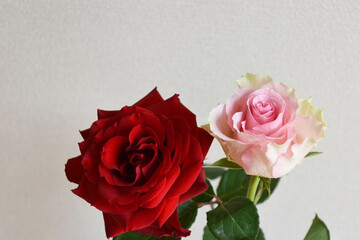 赤とピンクのばら