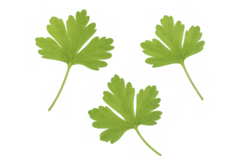 Fresh parsley leaves garnishing transparent surface, presenting crisp green texture ideal for culinary styling and graphic design needs