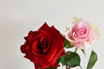 赤とピンクのばら