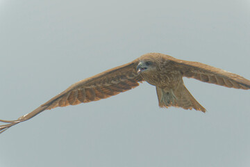 Black kite is flying