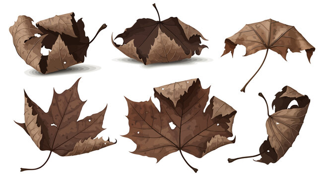 Set of dried maple leaves