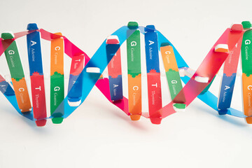 DNA molecule spiral structure model isolated on white background, chromosome and gene chemical...