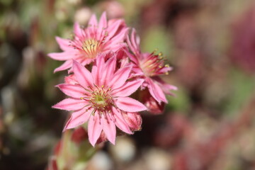 Sempervivum Rojnik Adelaar