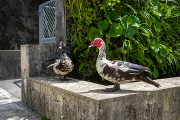 Two Muscovy ducks with striking features stand on a weathered concrete ledge, a tranquil scene in...
