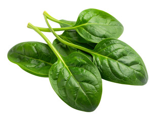 Obraz premium Fresh Malabar Spinach Leaves Isolated on White Background PNG