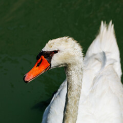 Elegant white swan gliding gracefully on calm green water surface