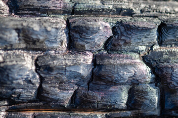 Close-Up of Charred Tree Bark After Wildfire