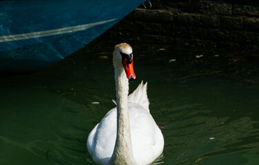 Graceful swan gliding in calm water beside a boat