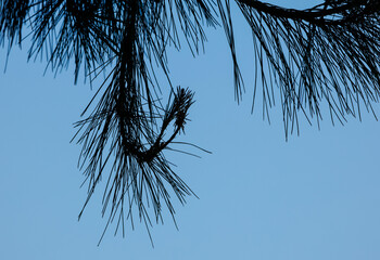 Close-up of pine branches against clear blue sky