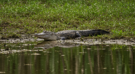 Obraz premium Large crocodile sunbathing near riverbank in wild habitat.
