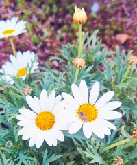 Obraz premium flower nature.jpg