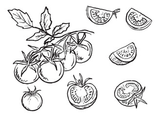 Set of whole, sliced cherry tomatoes in black brush stroke texture isolated on white. Hand drawn vector sketch illustration in vintage charcoal ink. Cooking, label, market vegetable design, eco