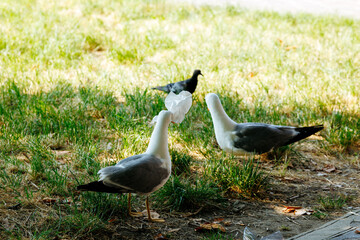 Seagulls and pigeon on grass with litter interaction