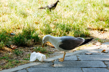 Seagull examining litter on park pathway with grass background