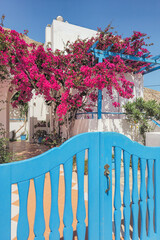 Cozy courtyard with blue gate in Santorini. White house and bright pink bougainvillea flowers....