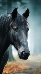 Obraz premium Majestic black horse standing in a misty forest with soft light filtering through trees in autumn