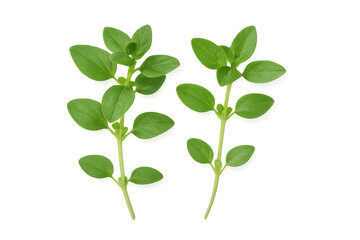 Two vibrant oregano sprigs, isolated on a transparent background, offering versatile usage for culinary or design projects
