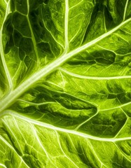 Closeup of a Green Leaf Texture with Veins