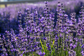 Naklejka premium Lavender background. Blooming fragrant flowers for aromatherapy and natural beauty products. Field of purple lavender blossoms