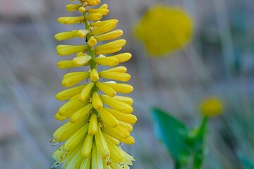 Kniphofia is a genus of flowering plants commonly known as red-hot pokers or torch lilies. Common names include tritoma, red hot poker. Side view, macro shot, close-up, blurred background.