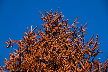 Dry Conifer Tree Branches After Wildfire