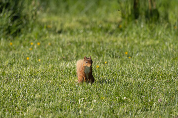 Red Squirrel on Grass in a Sunny Open Meadow with Yellow Flowers, County Monaghan, Ireland