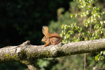 Fototapeta premium Adorable Red Squirrel Sitting on Tree Branch, County Monaghan, Ireland