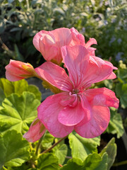 Close-up of soft pink blooming pelargonium in the garden in sunlight