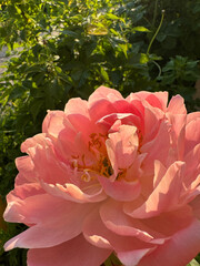 Pastel pink tea rose close up in garden in sunlight