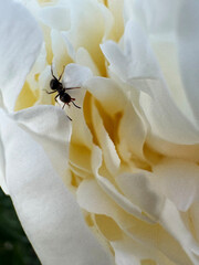 Ant crawling on white rose flower, close up