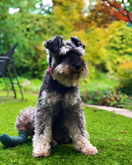 Perro schnauzer
