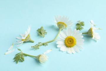 Beautiful chamomile flowers and green leaves on light blue background, closeup