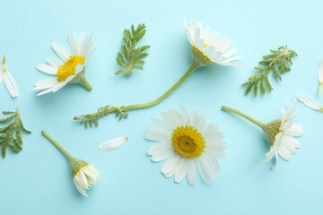 Beautiful chamomile flowers and green leaves on light blue background, flat lay