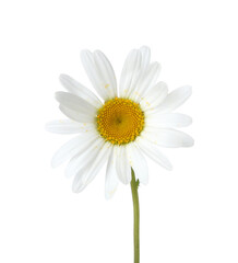 Fototapeta premium One beautiful chamomile flower isolated on white