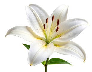 Pressed White Lily Flower Botanical Specimen, isolated on transparent background.