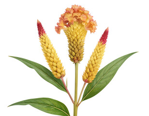 Pressed Cockscomb Flower Botanical Specimen, isolated on transparent background.
